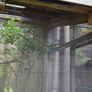 Aviary Interior - Doves