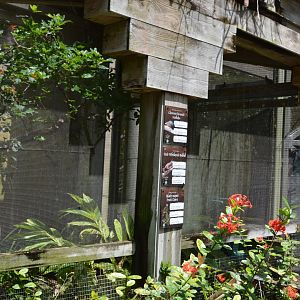 Aviary Interior - Doves