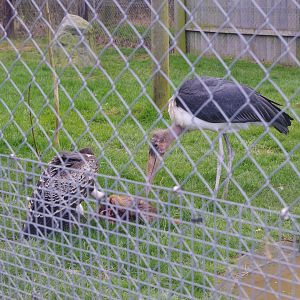 Marabou Stork and Ruppel's Griffon Vulture- Hamerton Zoo Park 6/3/2022