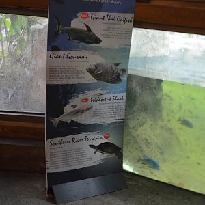 Aviary Interior - Fish List