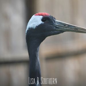 red crowned crane