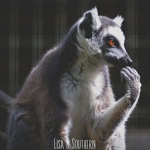 ring tailed lemur