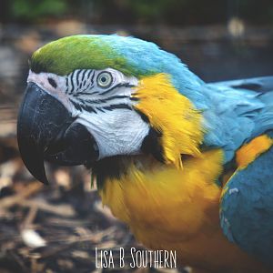 blue and gold macaw