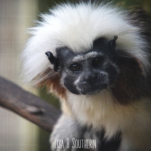 Cotton top tamarin