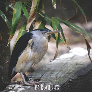 Little Bittern