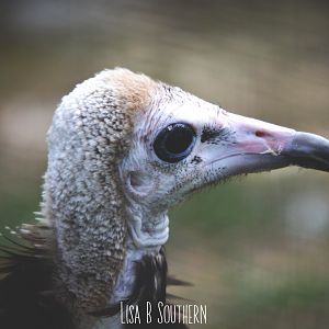 Hooded Vulture