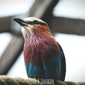 lilac breasted roller