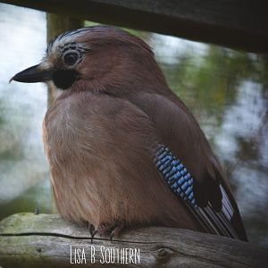 Eurasian Jay