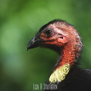 Australia Brush Turkey