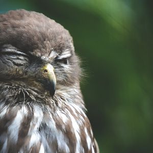 Barking Owl