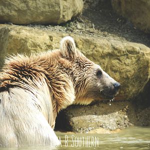 Syrian Brown Bear