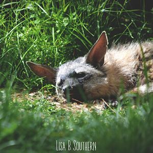 Eastern Aardwolf