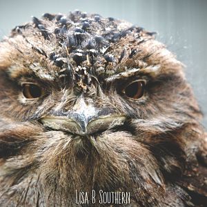 tawny frogmouth