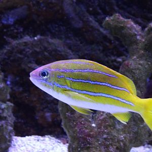 French grunt - Haemulon flavilineatum