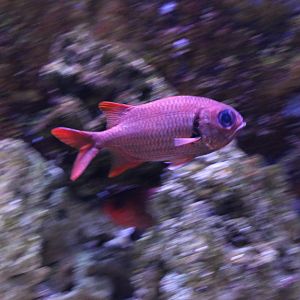 Blotcheye soldierfish - Myripristis brendti