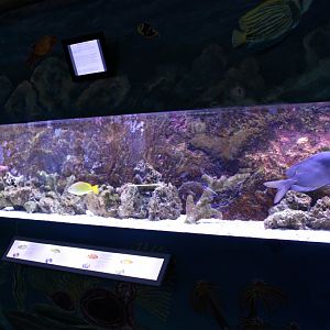 Grunt - Soldierfish - Spinefoot aquarium