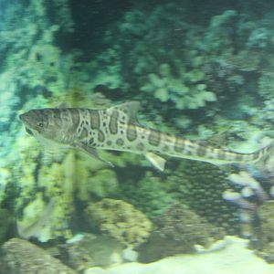 Leopard shark - Triakis semifasciata