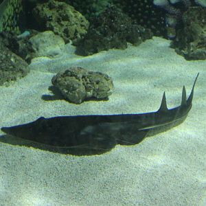 Guitar fish - Rhinobatos armatus