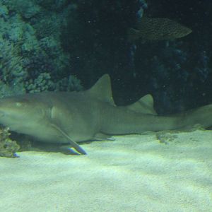 Atlantic Nurse Shark