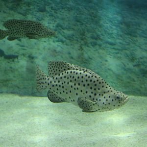 Humpback groupers - Chromileptes altivelis