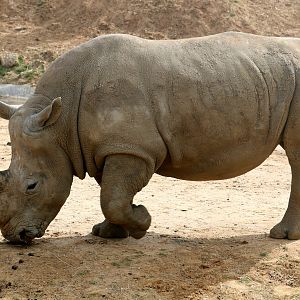 White rhinoceros; Colchester; 6th May 2022