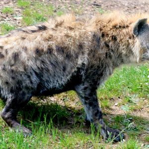 Spotted hyaena; Colchester; 6th May 2022