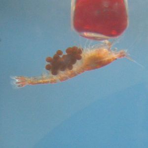 ʻōpaeʻula berried female