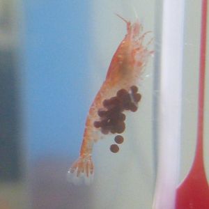 ʻōpaeʻula berried female