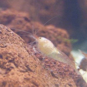 ʻōpaeʻula presumed male