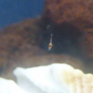 ʻōpaeʻula floater