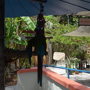 Plant Shop and Macaw Perches