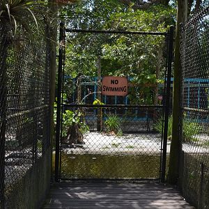 American Alligator Viewing
