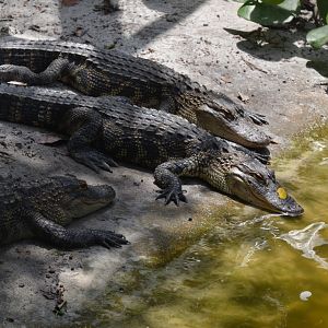 American Alligator