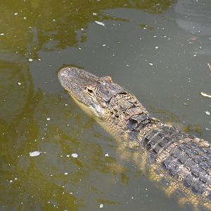 American Alligator