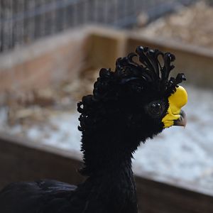 Great Curassow!