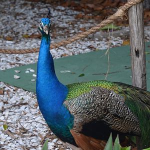Indian Peafowl