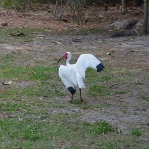 American White Ibis