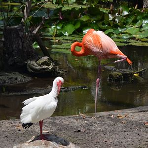 American Flamingo and Ibis area