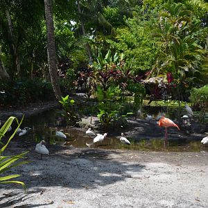 American Flamingo and Ibis area