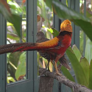 Golden Pheasant