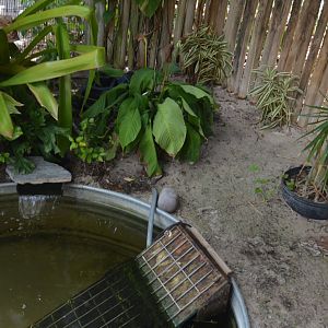 Alligator Snapping Turtle Pool