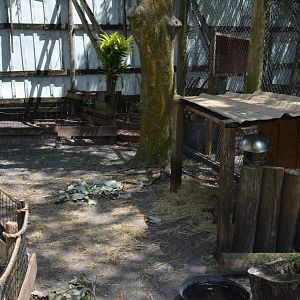 Spurred Tortoise Habitat