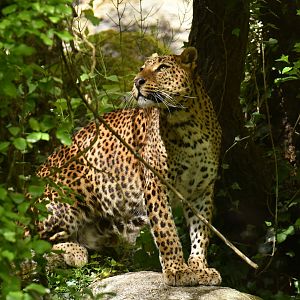 Ceylan leopard (Panthera pardus lotiya)