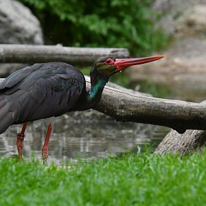 Black stork (Ciconia nigra)