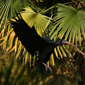 Waldrapp (Geronticus eremita)