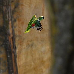 Blue-fronted amazon (Amazona aestiva)