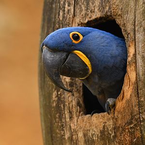 Hyacinth macaw (Anadorhynchus hyacinthinus)