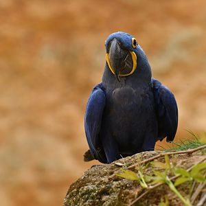 Hyacinth macaw (Anadorhynchus hyacinthinus)