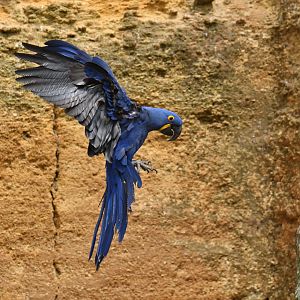 Hyacinth macaw (Anadorhynchus hyacinthinus)