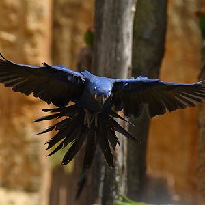 Hyacinth macaw (Anadorhynchus hyacinthinus)